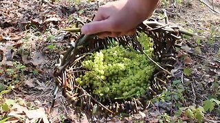 PRIMITIVE SURVIVAL, Willow Gathering Basket - The Quick Way
