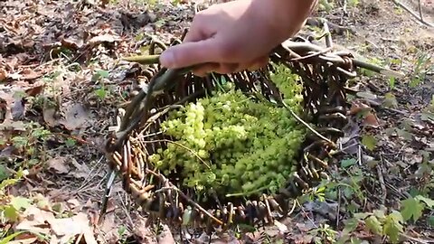 PRIMITIVE SURVIVAL, Willow Gathering Basket - The Quick Way