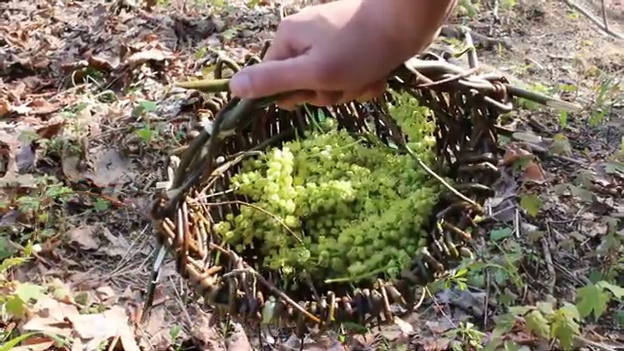 PRIMITIVE SURVIVAL, Willow Gathering Basket - The Quick Way