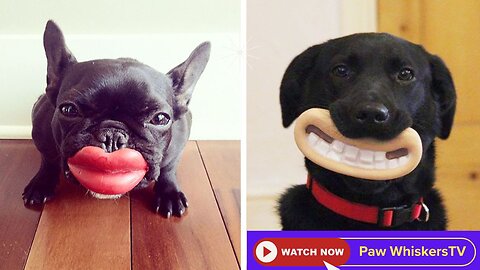 Pets Gone Wild | Hilarious Animal Moments You’ll Replay!