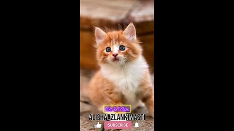 Cat singing #cat #cats #catsagram #catlove #family #follow #viral #animal #hashtags #happy #satisfy