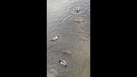 Mallard Ducks 🦆 #mallardducks #ducks #duck #swimming #followme #shorts #trending #viral
