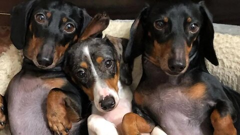 Try not to laugh Dachshund Dogs Funny Videos Compilation 2021 | Funny dachshund dogs Videos 2021