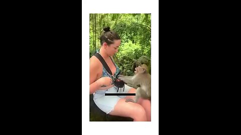 You Won’t Believe What These Monkeys Did! 😳🐒