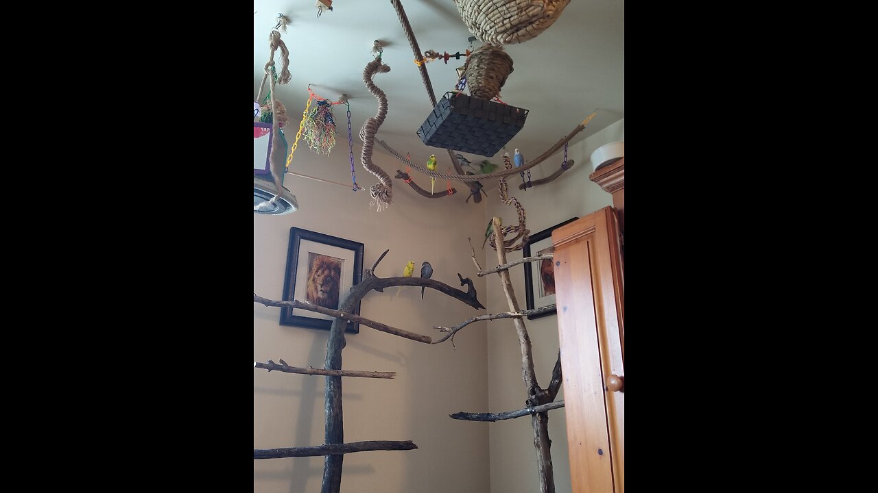 Add Parakeets to your day