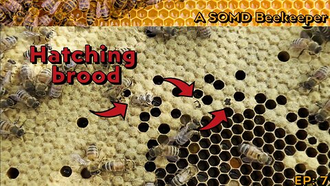SOMD Beekeeping ep: 7 - first full month, Hatching bees!