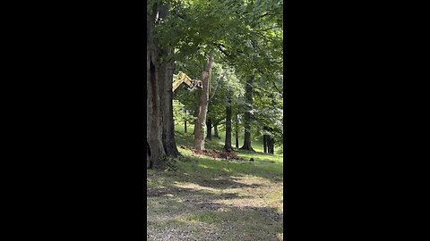 Tree Down