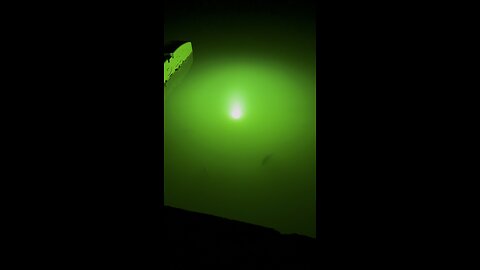 Snook Light Attracts All Fish | 4K