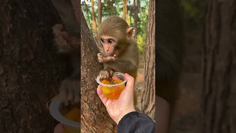 Funny monkey