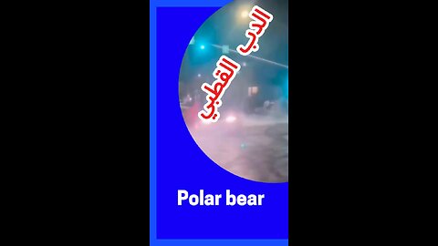 #الدب_القطبي