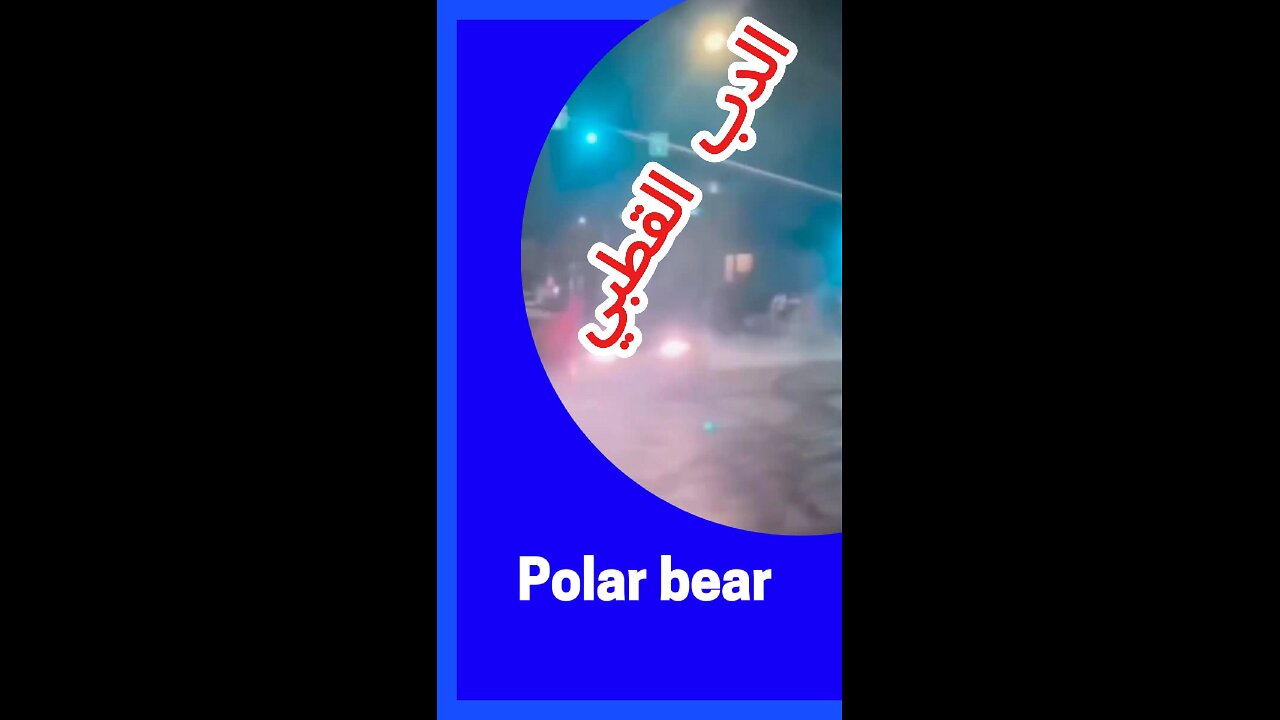 #الدب_القطبي
