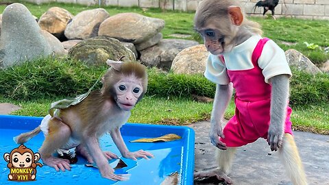 How YiYi worry when baby monkey Yumy playing with dirty water after the rain