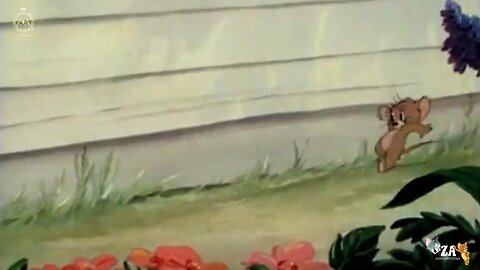 Tom and Jerry Cartoons