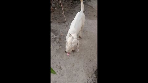 my goat vedio