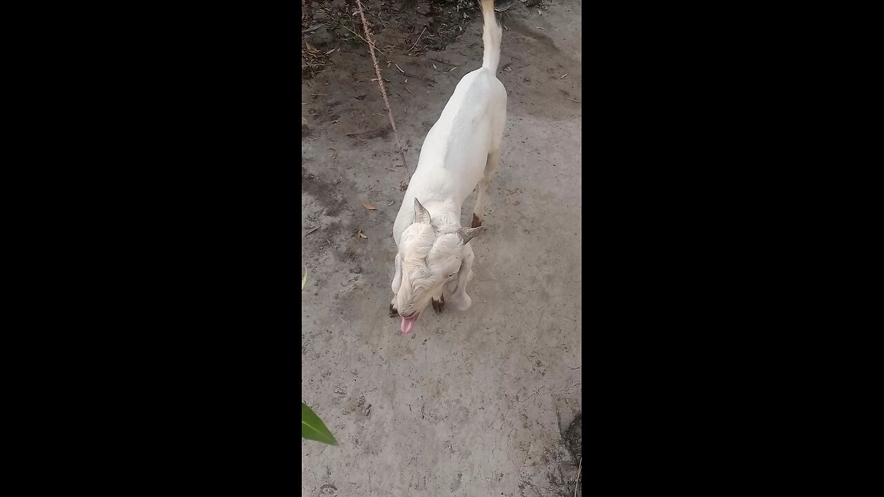 my goat vedio