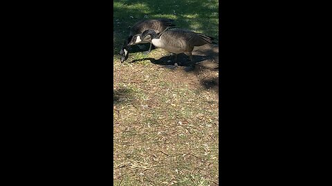 Canada Goose 🪿 #canadagoose #goose #shorts #viral #followme #trending