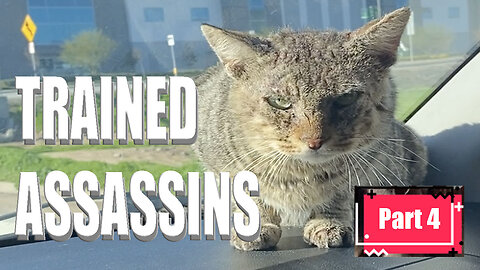 My Cat Tried to Assassinate Me During a Test Drive... I Wasn’t Supposed to Survive...