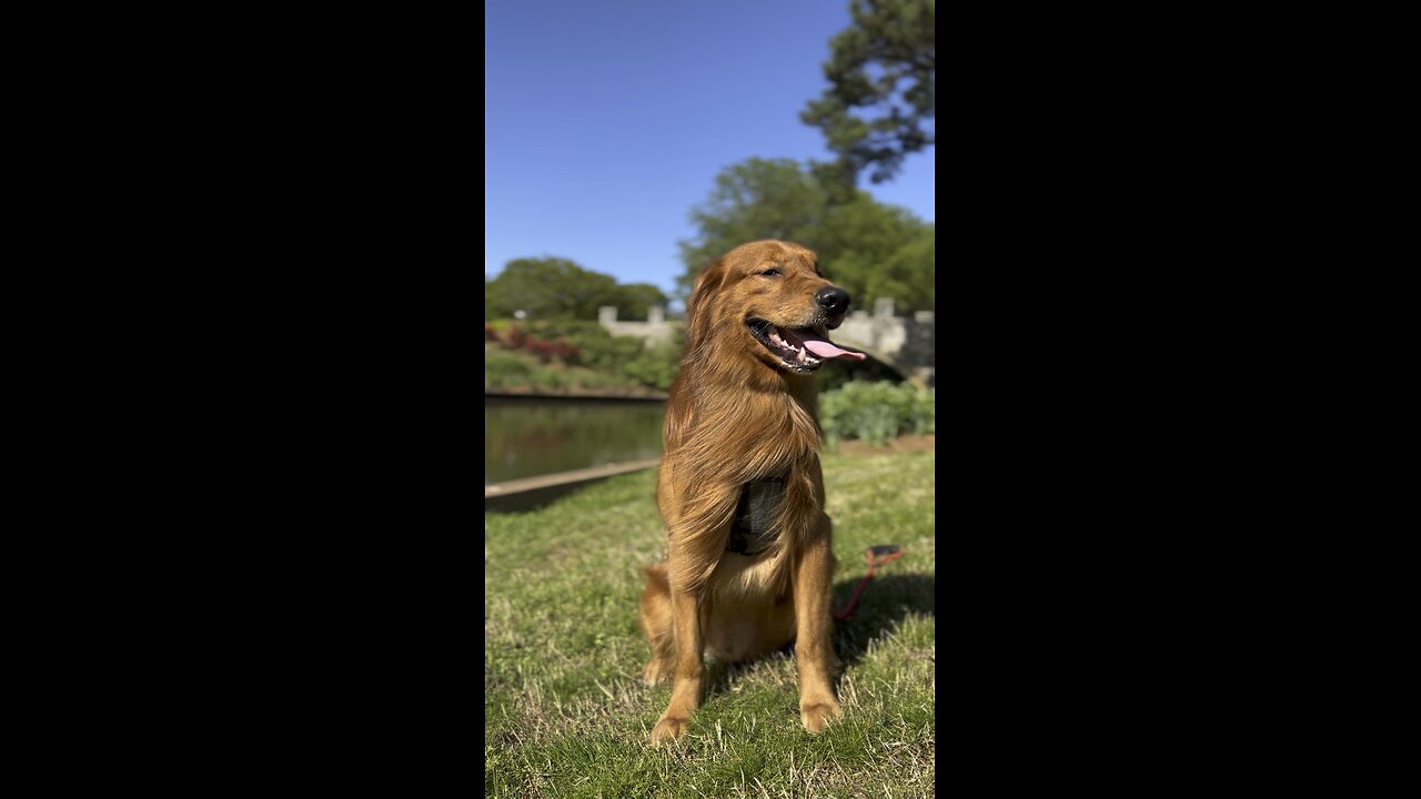 Lucifer the Golden Retriever