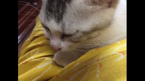 Close up of a sleepy kitten. quite adorable!