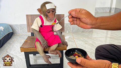 Grandpa cooks ginseng water for monkey YiYi when she is sick