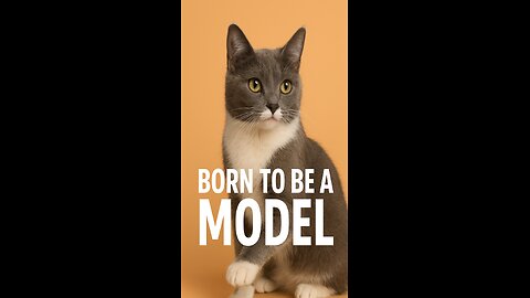 This kitty was born to be a model! 😻📸