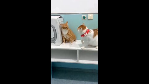cat fight