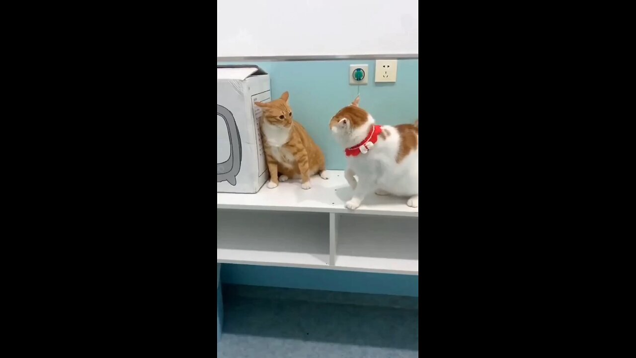 cat fight