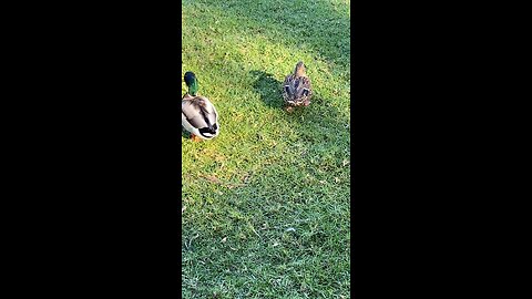 Mallard Ducks 🦆 #mallardducks #duck #ducks #followme #shorts #viral #trending