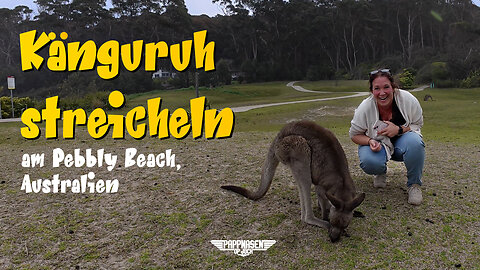 Süßes Känguruh am Pebbly Beach, Australien | Short