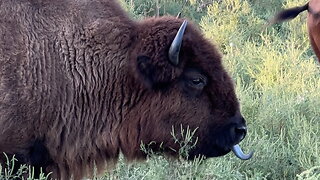 Bison Chewing and Using Its Tongue
