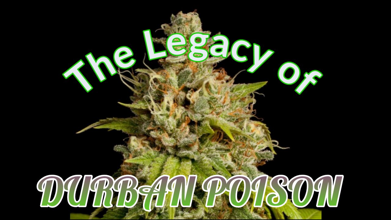 The Legacy of Durban Poison