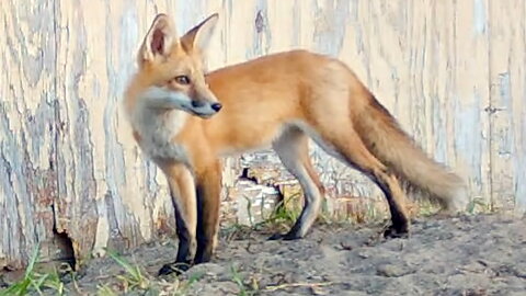 Fox Cub Surveying Its Surroundings