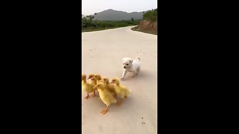 chiot très mignon avec d autres animaux