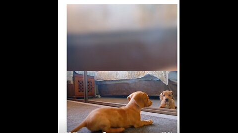 "Dog v/s Mirror "- who will win??