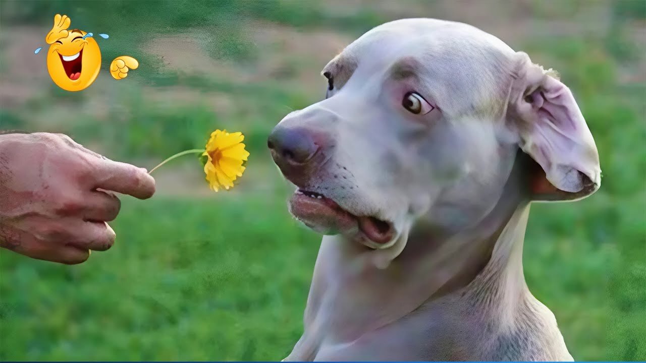 2025βs Funniest Dogs & Cats π You Wonβt Stop Laughing! | You Laugh You lose ππΈπΉ #Ep21