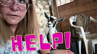 HELP! Our NEW Baby GOAT Is Struggling!