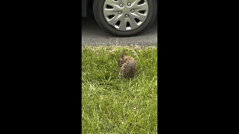 Wild Rabbit Bath