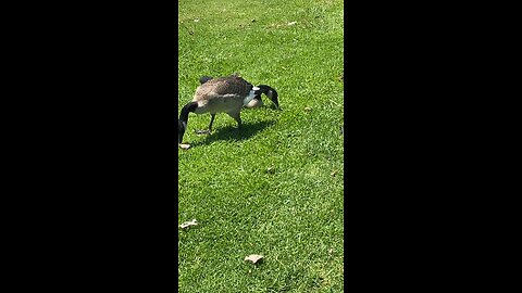 Canada goose Flap it wings or stretch it wings #followme #canadagoose #shorts #followme #viral