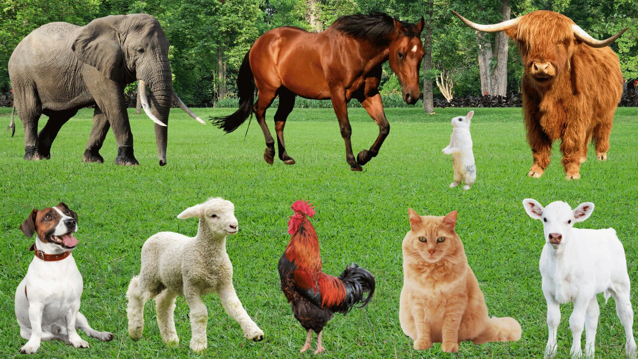 Adorable Animals & Pets Compilation with Real Sounds | Fun & Relaxing Animal Moments