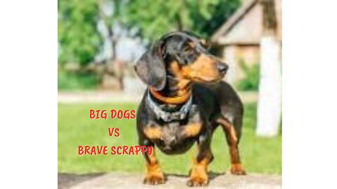 Big Bad Dogs Mouthing off to Scrappy