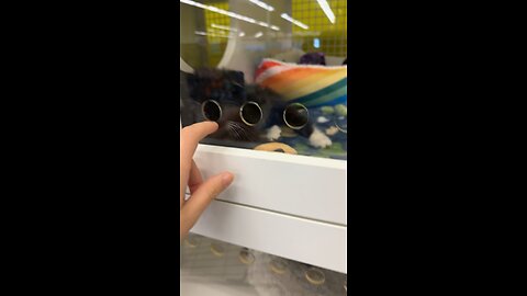 Cute Cat