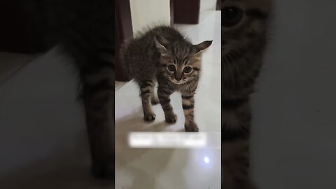The wild kitten slept in the garage and the girl tame him