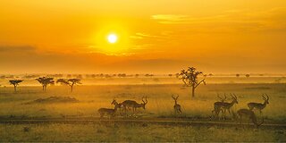 Kenya – Safaris, Savannahs & Sunset Magic 🐘🌅 | Life Travel