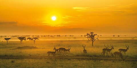 Kenya – Safaris, Savannahs & Sunset Magic 🐘🌅 | Life Travel