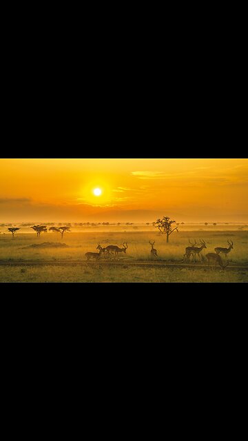 Kenya – Safaris, Savannahs & Sunset Magic 🐘🌅 | Life Travel