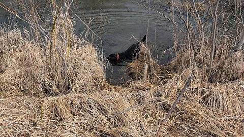doggos play in pond