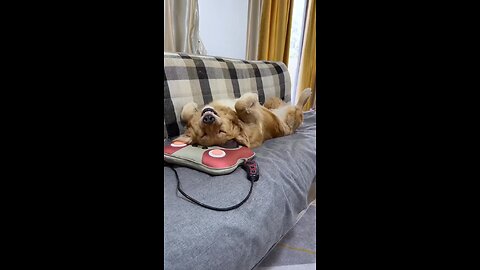 so happy 😂🐶#happy #funny #doggie