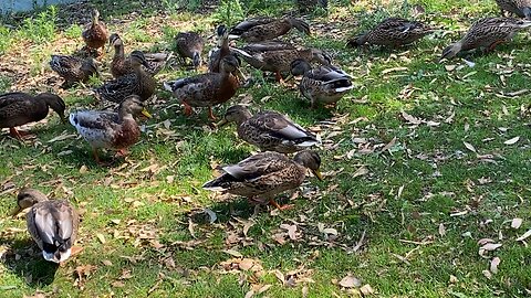 Mallrd Ducks Are eating something on the grass August 10 2025