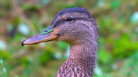 Close-up of Mother Hen Watching Over Her Ducklings