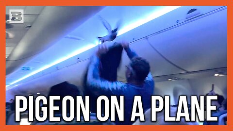Pigeon on a Plane! Man Tries to Capture 1 of 2 Birds on Flight